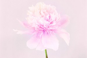 DPRESS(200x270)MissDior2014_Multilangues.indd