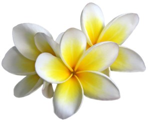 Fleur de frangipanier