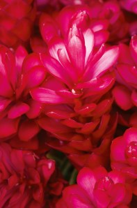 La bulle de Vero - Fleur Roger & Gallet